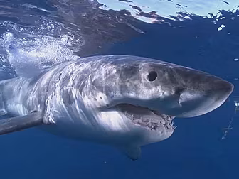 PROTESTS OVER SHARK CULLING