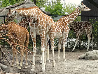 Outrage after giraffe is fed t...