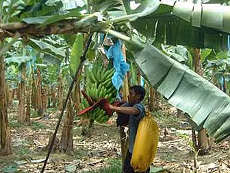 Fyffes and Chiquita to merge
