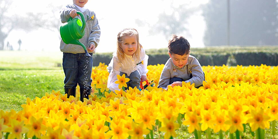 Daffodil day today