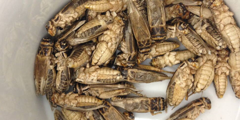 Chocolate worms on the menu 