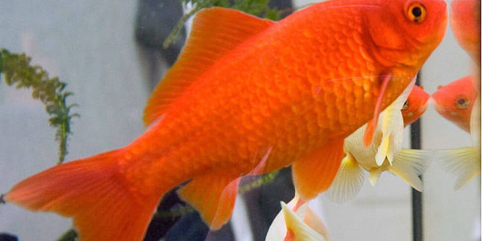 Watching fish is calming