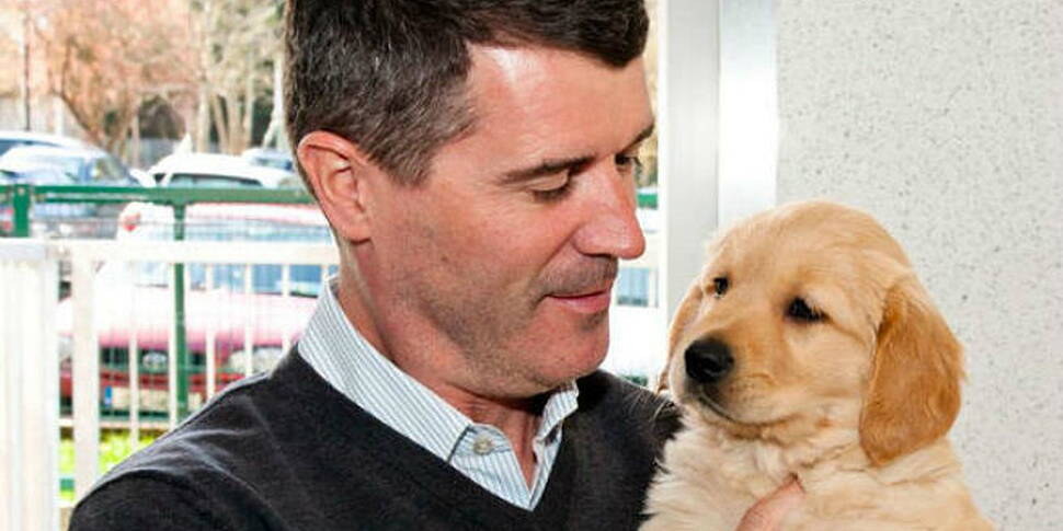 Record number of guide dogs to...
