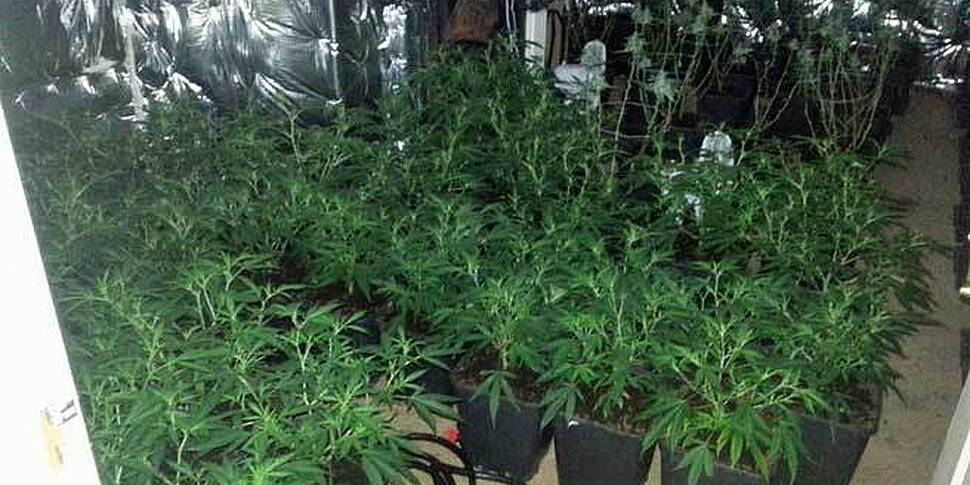 Cannabis plants worth €360,000...