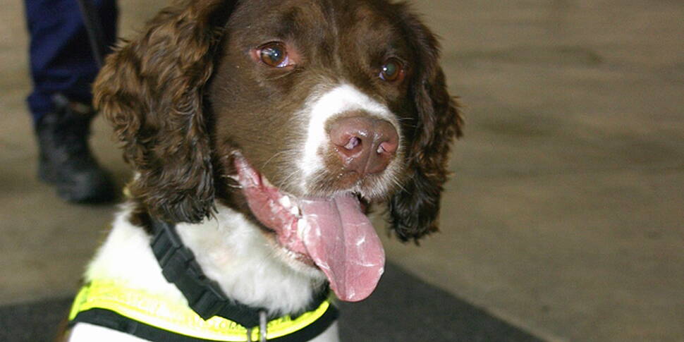 Drugs seizure at Shannon Airpo...