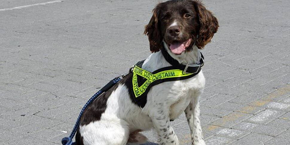 Revenue dog Harvey detects cig...