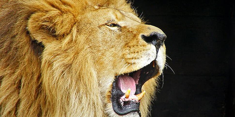 Woman killed by lion on safari