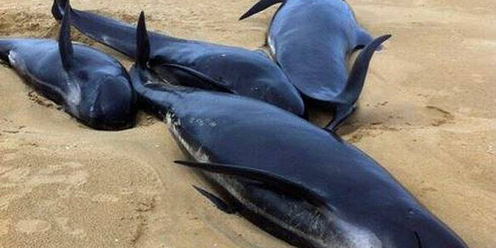 13 whales wash up on Donegal b...