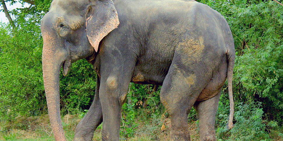 Circus elephant kills man
