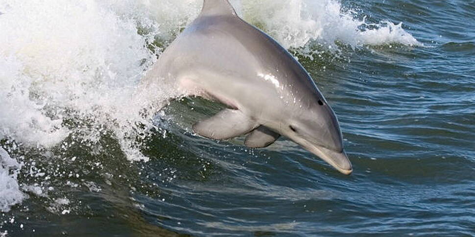 5 swimmers rescued after dolph...