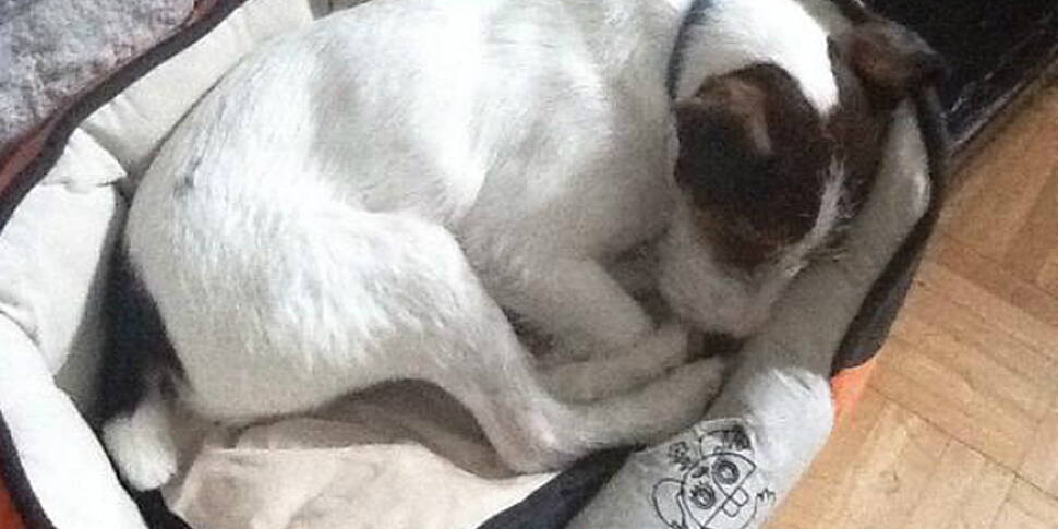 Wonder dog survives 91 M fall...