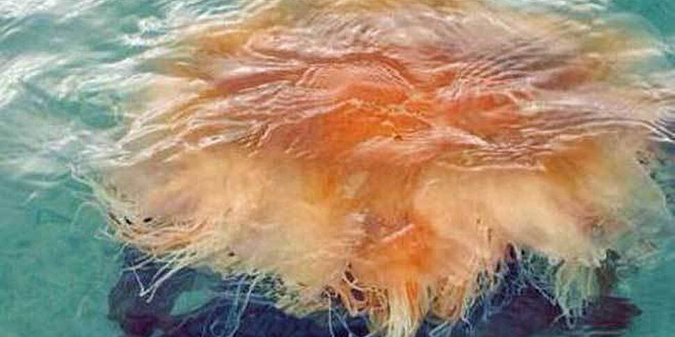 Dangerous Jellyfish On Dublin...
