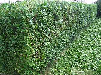 Hedge Wars!!!