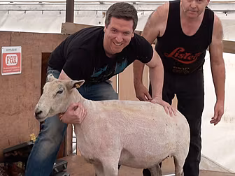 Dave tries some sheep shearing