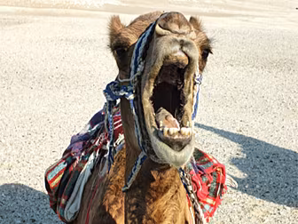 The Hump of the Week!