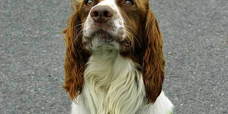 'Barney' the dog Disco...