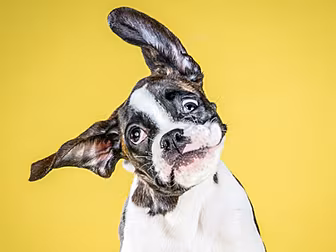 Gallery: Puppies Shake Themsel...