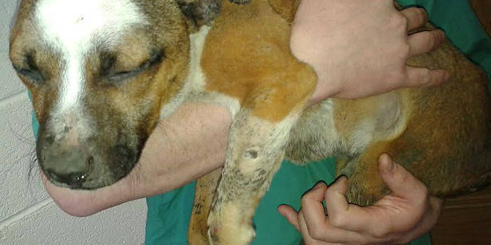 Gardaí uncover animal cruelty...