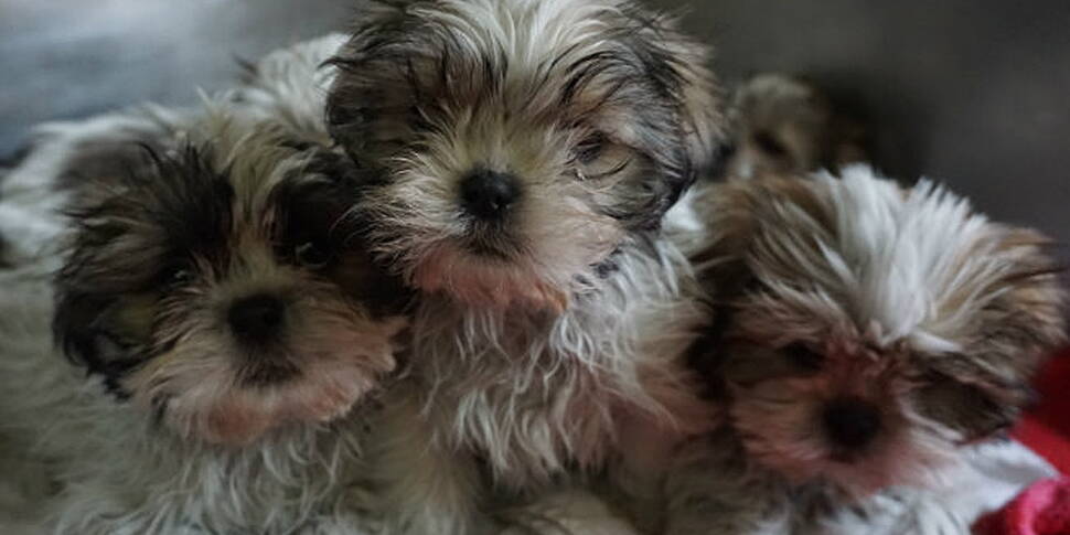 Puppy Farm Expose 