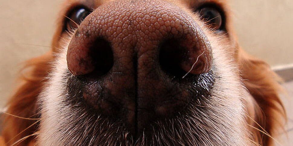More dogs needed for autism pr...