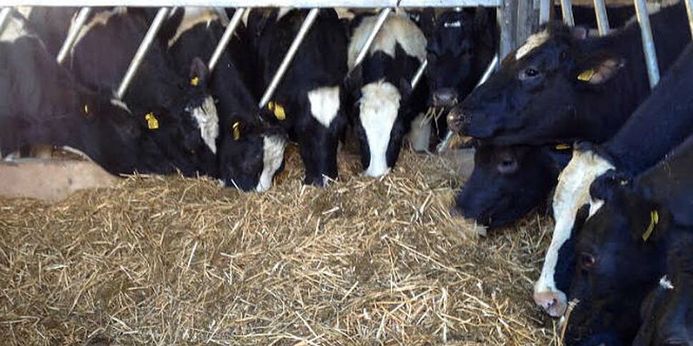 Suspected case of BSE in Co Lo...