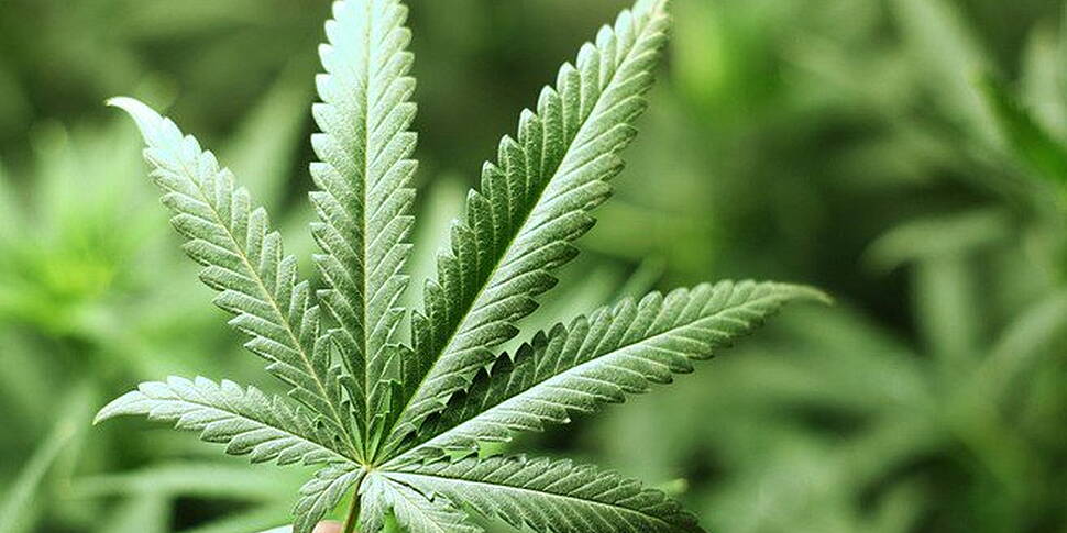 €1.2m of cannabis found in thr...