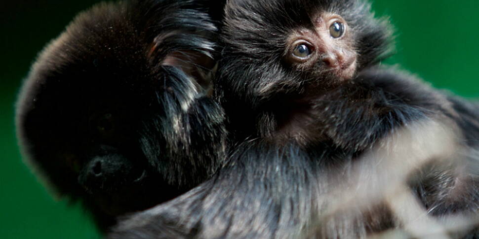 Dublin Zoo welcomes baby monke...