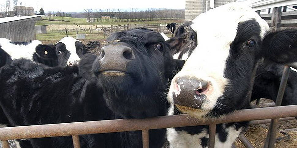 BSE investigation will focus o...