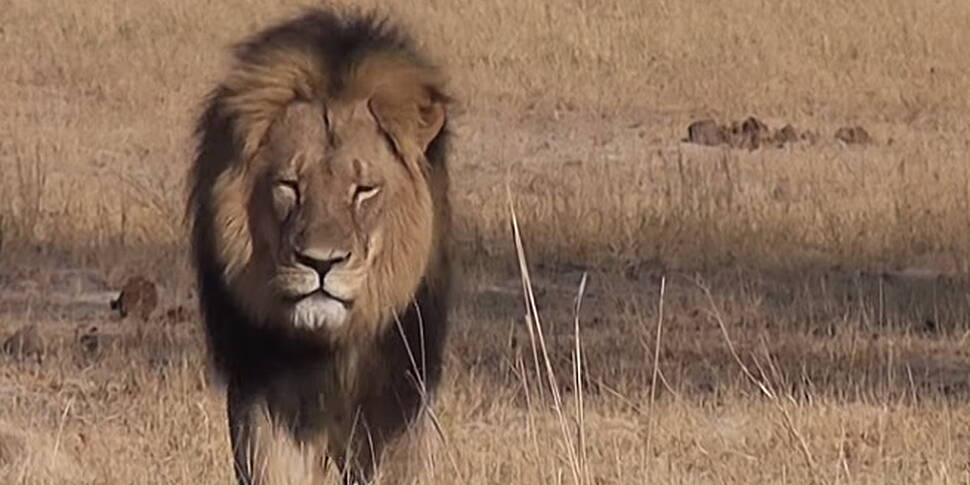 Cecil's killer to face ext...