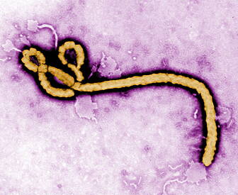 Guinea 'free from Ebola...