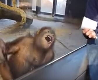 This Orangutan REALLY Loves Ba...