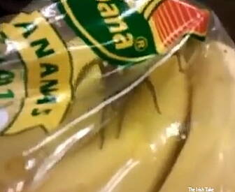 "This Is NOT An Irish Spid...