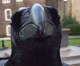 This Raven Is So Chilled Out