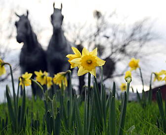 Daffodils In December:What'...