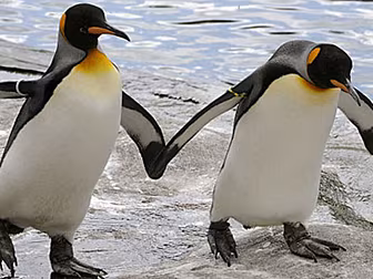 Gay Penguins Kidnap Chick