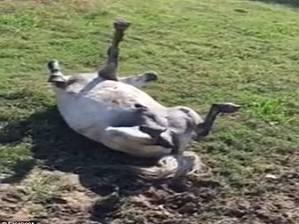 VIDEO: This horse is all of us...