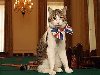 Larry the Cat is here to stay!