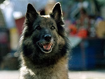 Wellard II has joined Wellard...