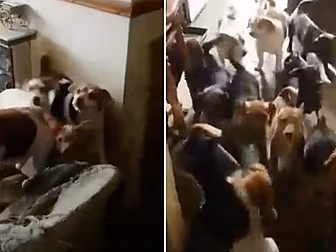 Help Needed After 70 Dogs Are...