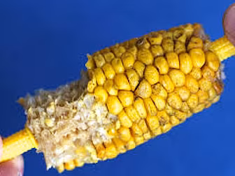 You've Been Eating Corn On...
