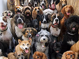 370 People Looking To Give Dog...