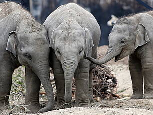Elephants And Penguins Among Z...