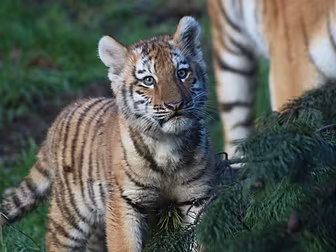 Two Tiger Cubs Born At Dublin...
