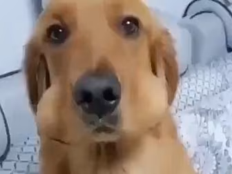 When A Dog Looks This Innocent...