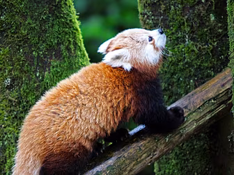 Missing Red Panda Found Safe I...