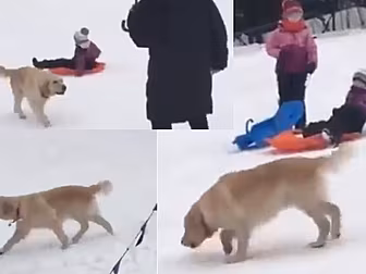 This Dog On The Ski Slopes Is...