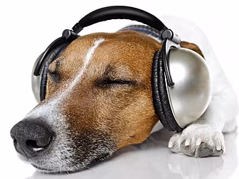 Stressed Out Dogs Are Chilling...