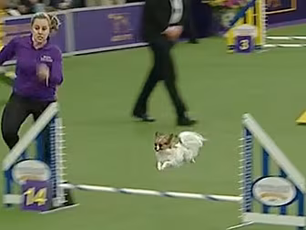 We Have Found The Fastest Dog...