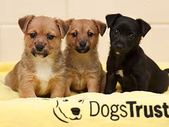 Dogs Trust Received 235 Reques...
