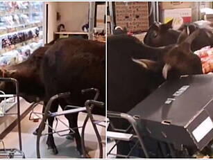 Herd Of Cows Invade Shop Start...